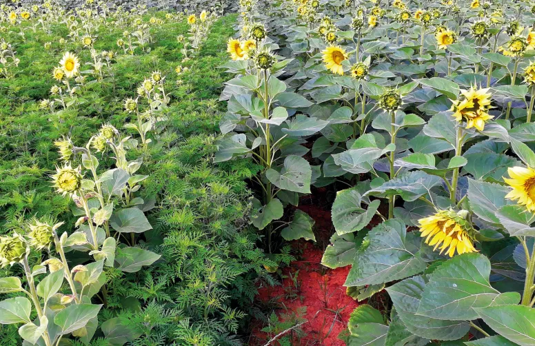 Comparé à la modalité traitée en postlevée avec Viballa à 2 l/ha (à droite), l’ambroisie à feuilles d’armoise a infesté le témoin non traité.