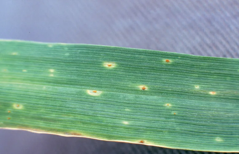 Les premières pustules qui apparaissent, petites et rares, sont parfois entourées d’un halo jaune. Puis elles grossissent et se multiplient très rapidement.