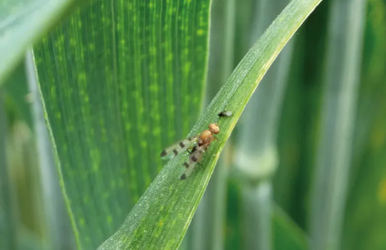 La géomyze est une petite mouche noire ou orangée d’environ 3,5 mm reconnaissable par ses trois points sur ses ailes.