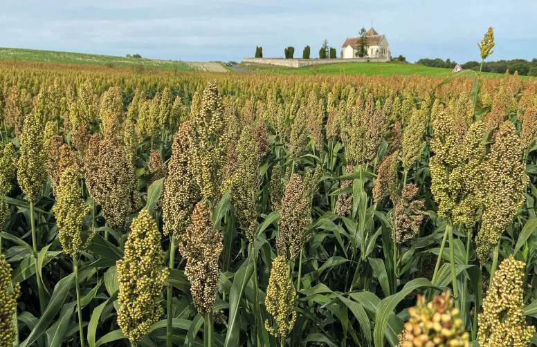 Tolérance à la sécheresse, besoins modérés en intrants, cycle court… Le sorgho multiplie les atouts agronomiques. 