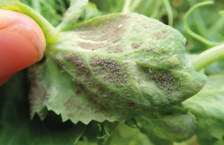 Attaque de mildiou sur le dessous d'une feuille de pois. Le mildiou du pois peut impacter le peuplement, voire le rendement.