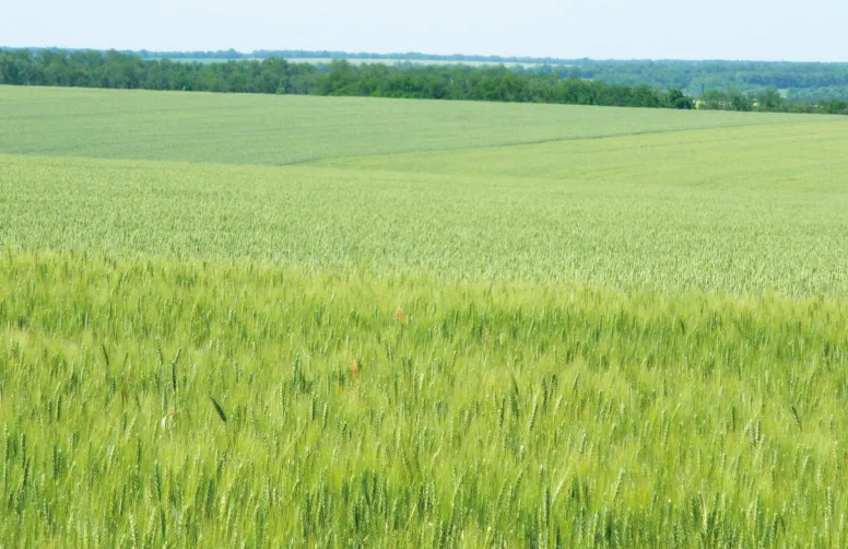 Le modèle agricole ukrainien reste très compétitif, avec de grandes surfaces d’exploitation et des coûts de production très inférieurs à ceux de la France. 