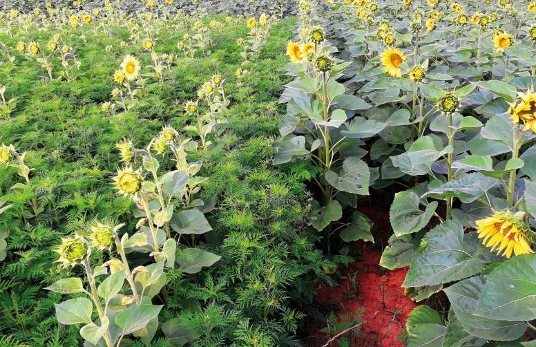 Comparé à la modalité traitée en postlevée du tournesol avec de l’halauxifen-méthyle (Viballa 1 l/ha), le témoin non traité est infesté par l’ambroisie à feuilles d’armoise, avec un retard de croissance manifeste de la culture.