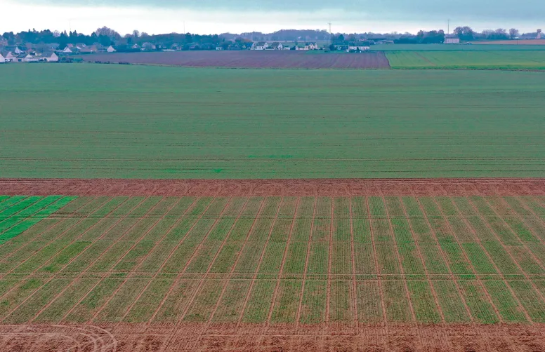 Les premières expérimentations, en 2025, d’un réseau d’essais animé par Arvalis et l’UFS mettent en évidence les progrès génétiques apportés par les nouvelles variétés de céréales à paille. Ici un essai de la campagne en cours.