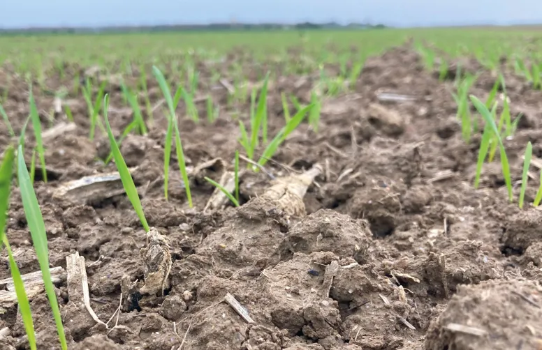 L’état de croissance des céréales semées à l’automne 2025 est plutôt bon, conforté par des températures et des pluies jusqu’alors dans la moyenne.