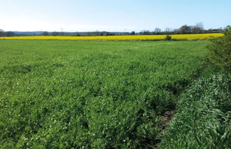 Un champ de pois protéagineux en fleur. Pour être compétitif avec les prix de vente actuels, le rendement du pois devrait augmenter de 7 à 10 q/ha.
