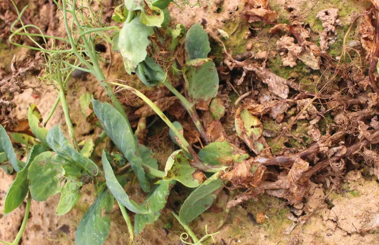 Symptômes sur pois d'hiver du complexe de maladies aériennes ascochytose + bactériose + Colletotrichum (2024).