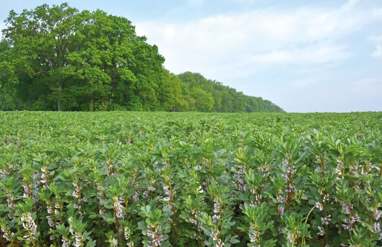 Parcelle de féverole en fleurs.