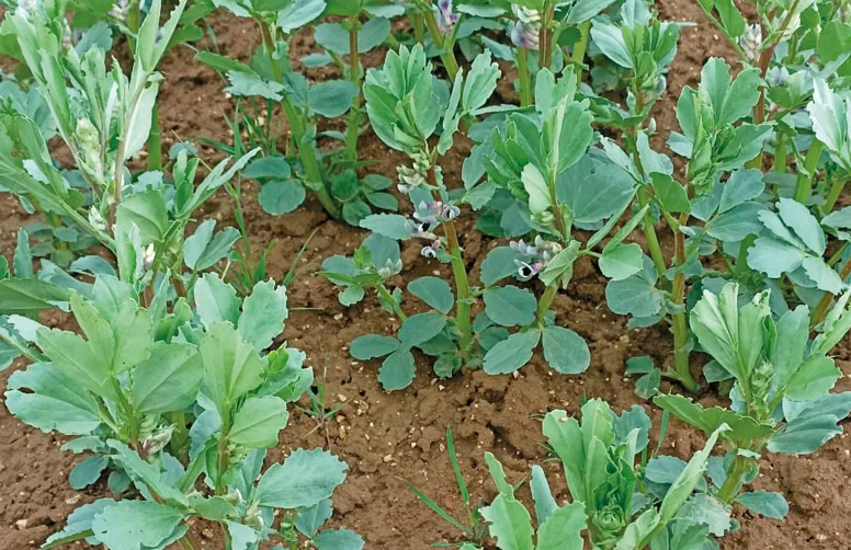 Plan rapproché sur des féveroles dont la floraison débute à peine. Variété à fleurs violacées.