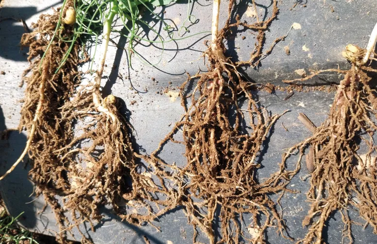 La qualité d’implantation est un gage de réussite pour avoir des nodosités fonctionnelles et une culture robuste. 