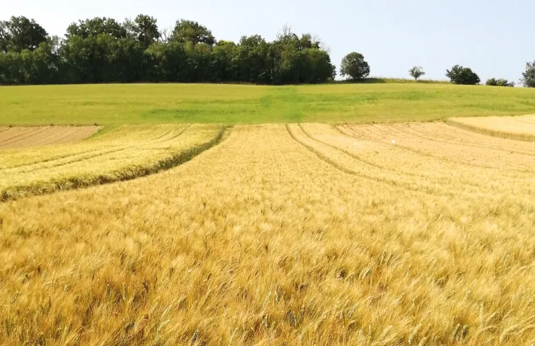 La dose totale d’azote apportée au blé dur dans le cadre du dispositif Syppre-Lauraguais est plus faible que dans le système témoin, pour des rendements supérieurs de +13 % en moyenne sur trois ans.