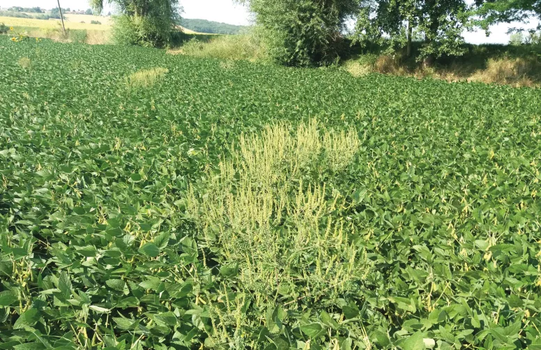 Une ambroisie à feuilles d’armoise adulte en cours de floraison dans un champ de soja.tice dicotylédone de haute taille nuisible pour les cultures de printemps et d’été.