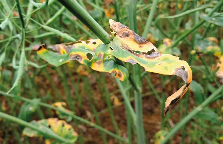 Taches et défoliation précoce spectaculaires sur colza d'hiver, dues au champignon Mycosphaerella brassicicola.