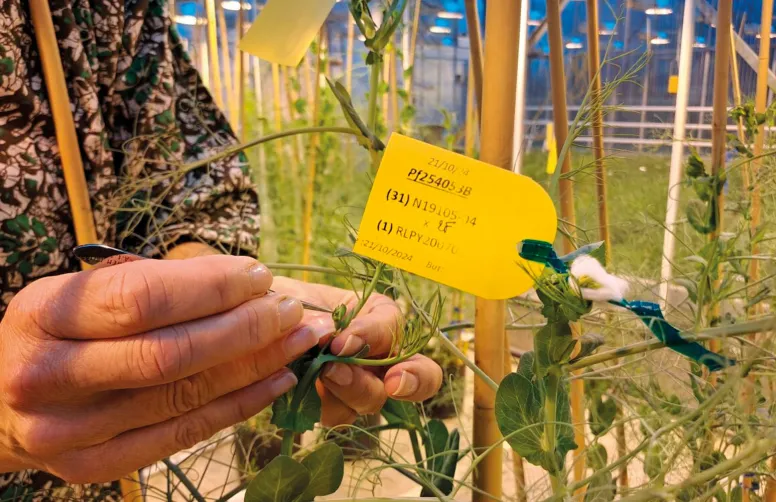 Fécondation manuelle d'un plant de pois protéagineux, pour croiser des lignées.