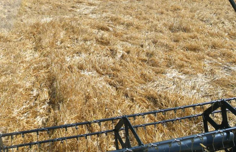 Outre l’incidence sur le rendement et la qualité, la verse ralenti le rythme de la moisson. 