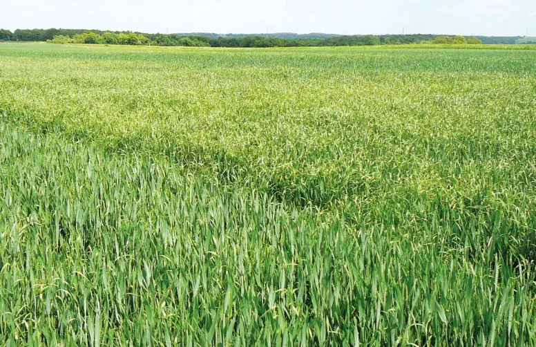 Malgré une forte pression des graminées adventices (à droite), combiner les leviers permet de diminuer l’infestation (à gauche).