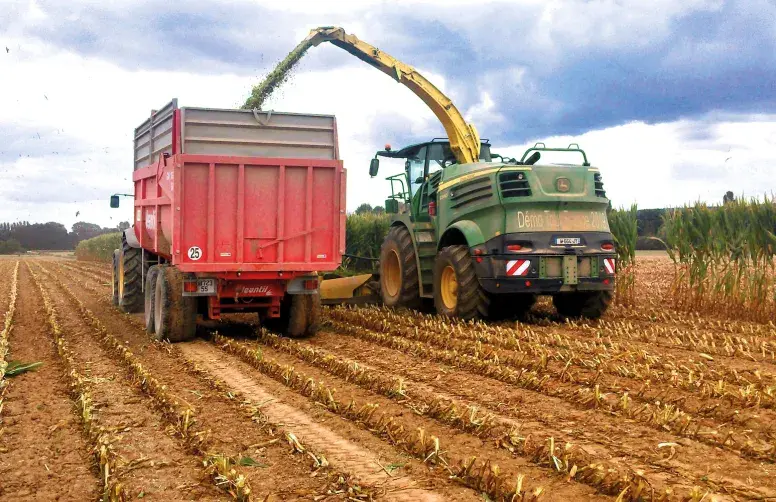Récolte d'une parcelle de maïs fourrage