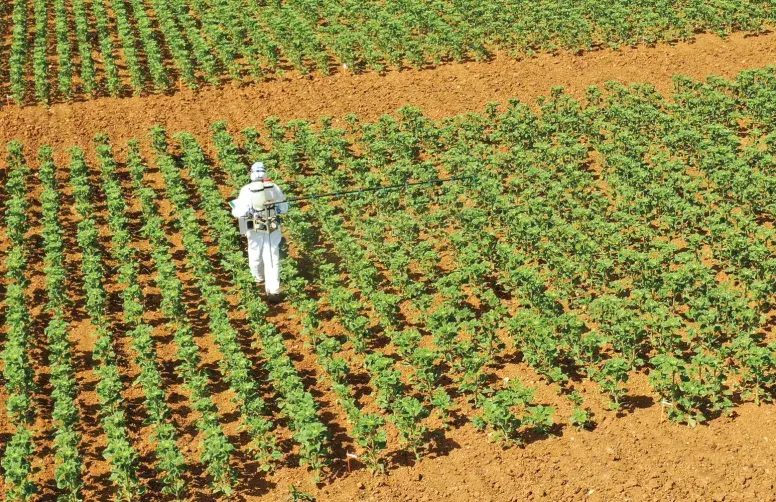 Vue aérienne d'une parcelle d'essai en tournesol subissant une carence en bord.
