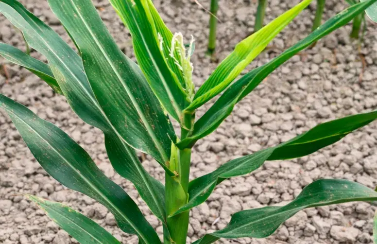 Symptômes de nanisme rugueux sur un pied de maïs (stade "10 feuilles")