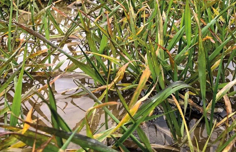 Les années de « pires récoltes » (-10 % par rapport à l’évolution moyenne des rendements) ont toutes été marquées par des conditions climatiques défavorables au blé : 2003 (sécheresse et canicule), 2007, 2016 et 2024 (hiver trop doux, printemps trop humide et ensoleillement insuffisant).