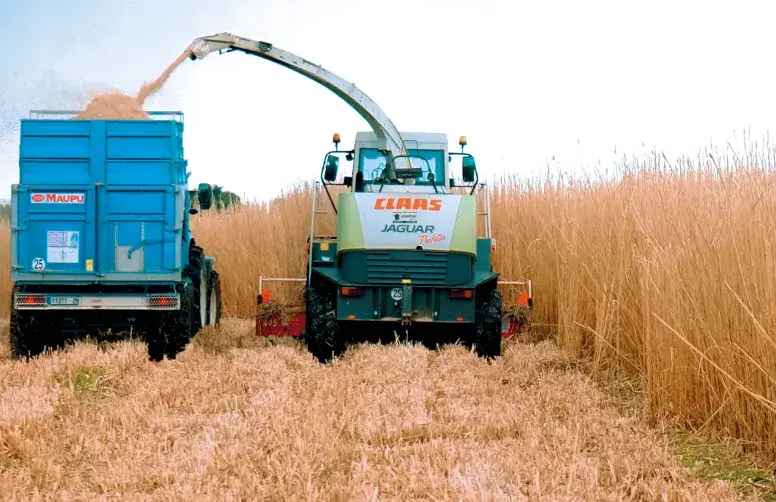 Tirée principalement par des collectivités séduites par l’itinéraire bas-intrants de la culture, la filière miscanthus se développe. 