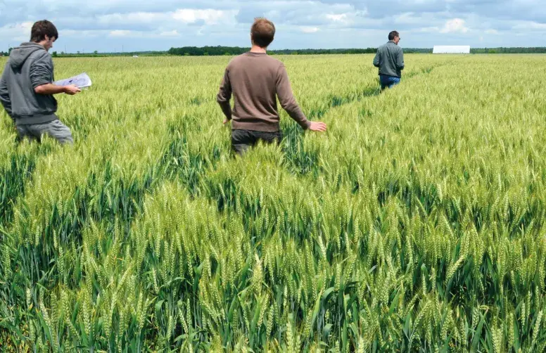 Diminuer la dose totale d’engrais est souvent possible sans perte de rendement avec un pilotage plus précis de la fertilisation des cultures combiné à une amélioration de la fertilité des sols.