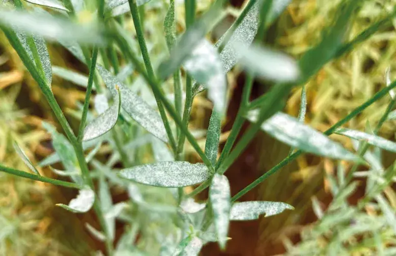Un feutrage blanc recouvre des feuilles de lin, caractéristique de l’oïdium.