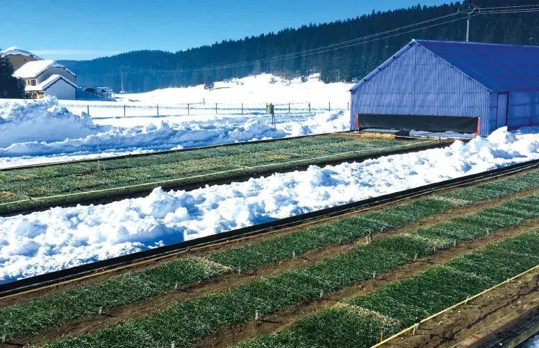 Dispositif d'évaluation de la résistance au froid des variétés de céréales à paille à Chaux-des-Près (Jura).