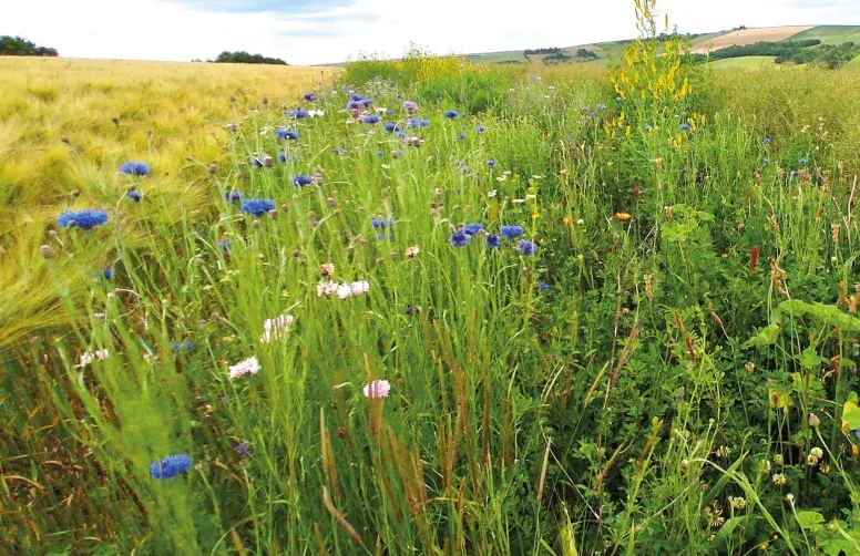 Les bandes fleuries offrent le gîte et le couvert aux insectes qui fournissent des services écosystémiques afin de faciliter le contrôle des insectes. 