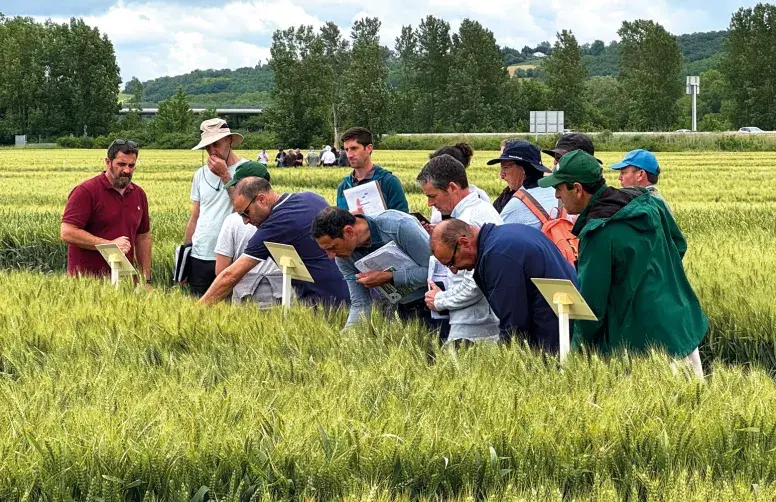 Les trois nouveautés au Catalogue présentent des profils agronomiques intéressants.