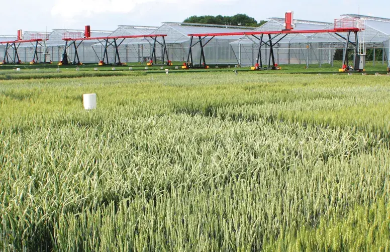 Parcelles d'essais de variétés de blé. Serres mobiles à l'arrière-plan.