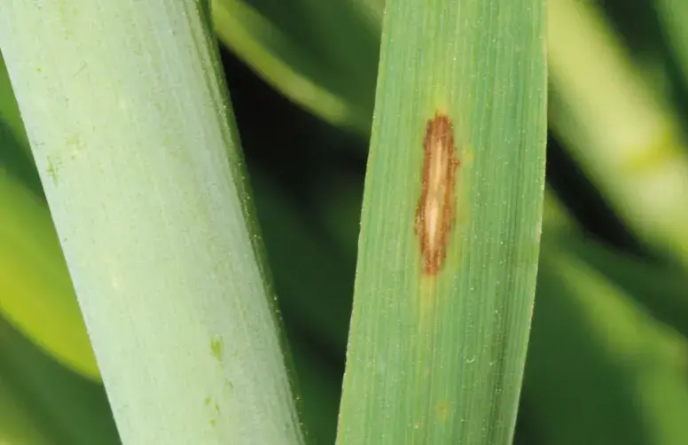 Tache précoce de rhynchosporiose sur orge.