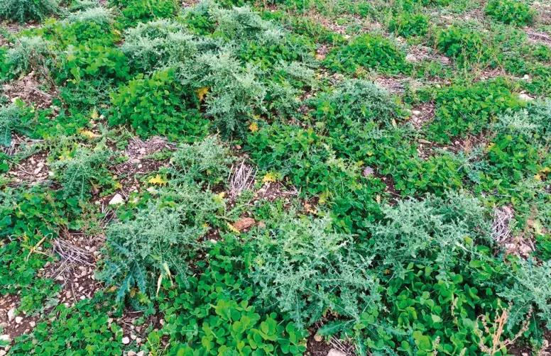 Des chardons dans un couvert de légumineuses en bio