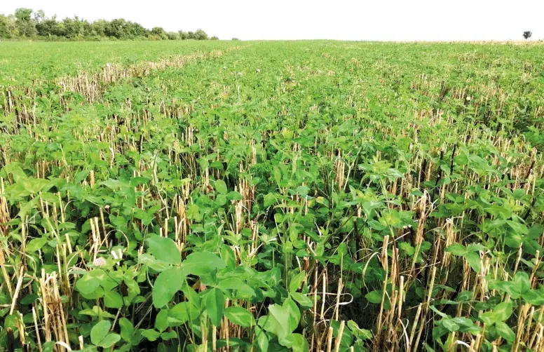 Couvert de trèfles blanc et violet semé dans du blé dont seules restent les pailles