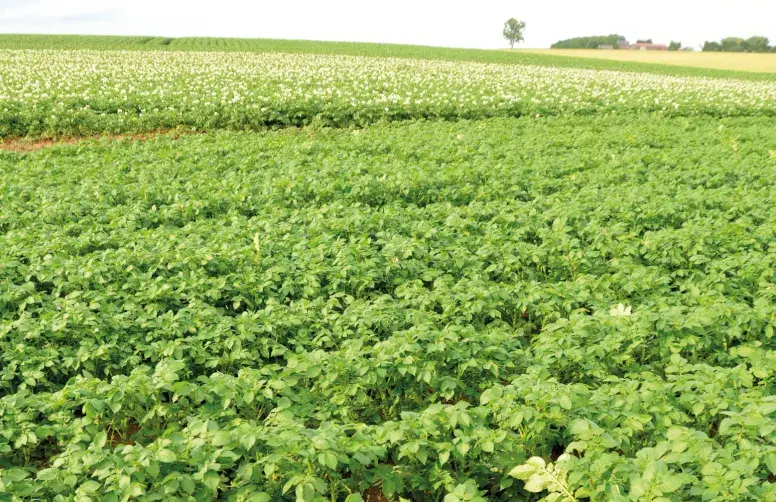 Parcelles de pomme de terre, de variétés différentes.