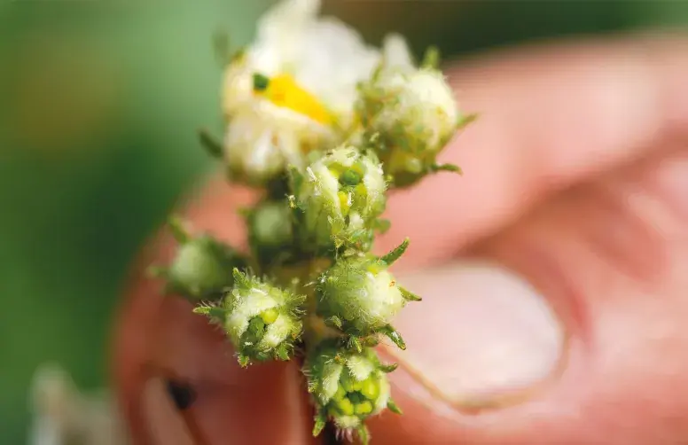 La pression des pucerons a été particulièrement forte en 2025, ce qui a permis de bien discriminer les solutions insecticides testées.