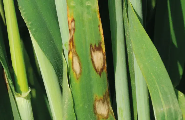 Symptômes de rhynchosporiose sur orge (taches irrégulières au centre blanchi et au pourtour brun foncé).