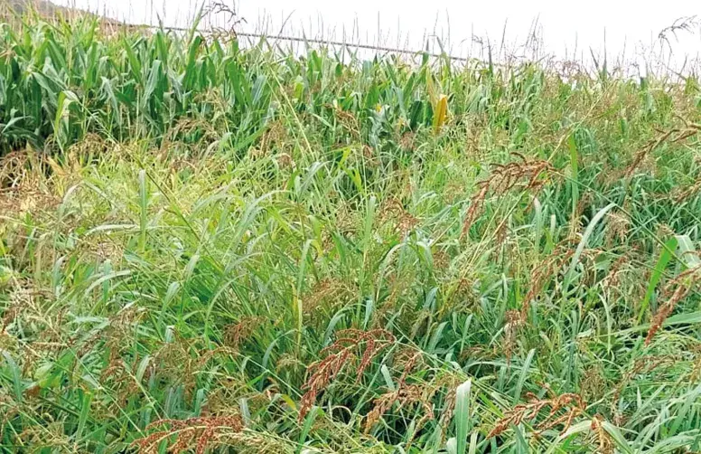 Dans la parcelle témoin non traitée , le soja est infesté de graminées adventices estivales : la pression est de 700 panics pied-de-coq/m² !