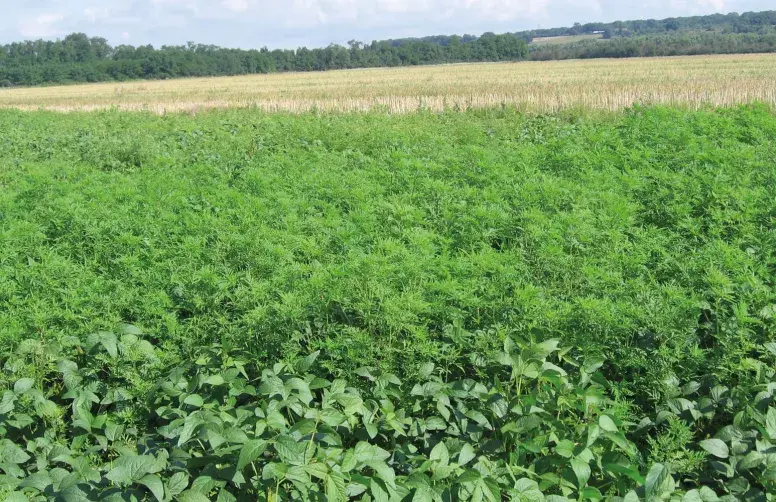 En l’absence de contrôle adéquat, une forte pression de panic pied de-coq peut compromettre les chantiers de récolte.