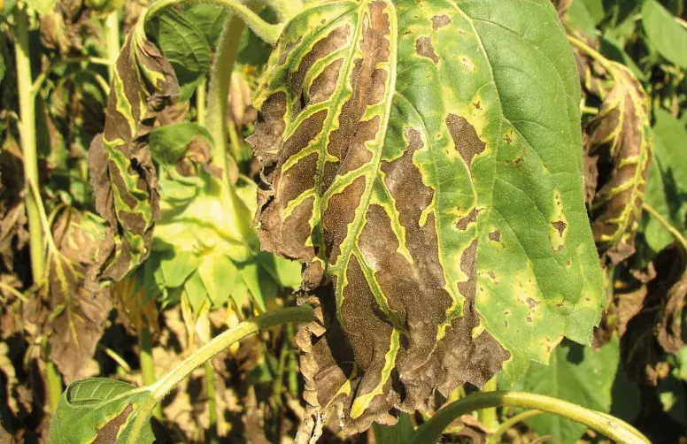 Nécroses sur feuille de tournesol cantonnées à l’espace entre les nervures, typique d'une attaque de Verticillium dahliae.