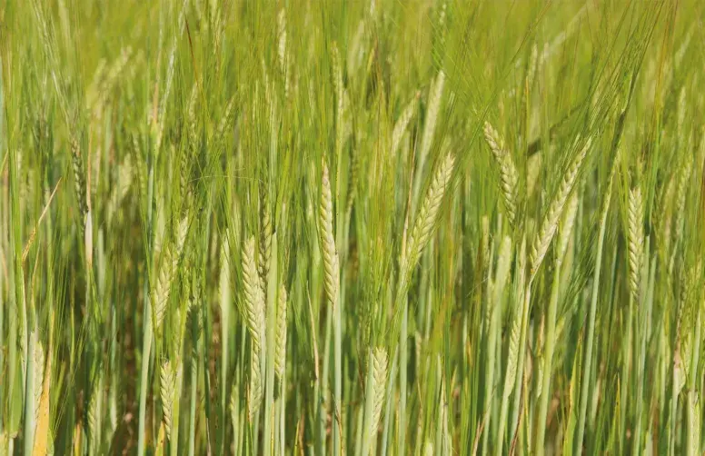 Orges de printemps conduits en bio, épis verts.