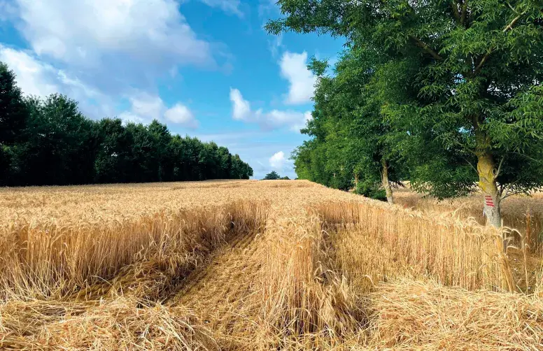 En agroforesterie, les arbres permettent un enrichissement significatif en matières organiques du sol. 