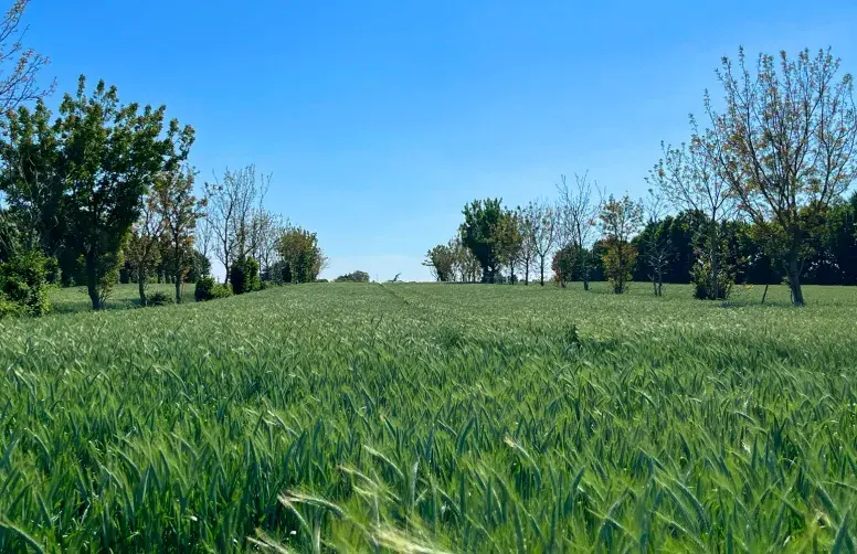 Agroforesterie : quels effets des arbres sur la fertilité des sols ?