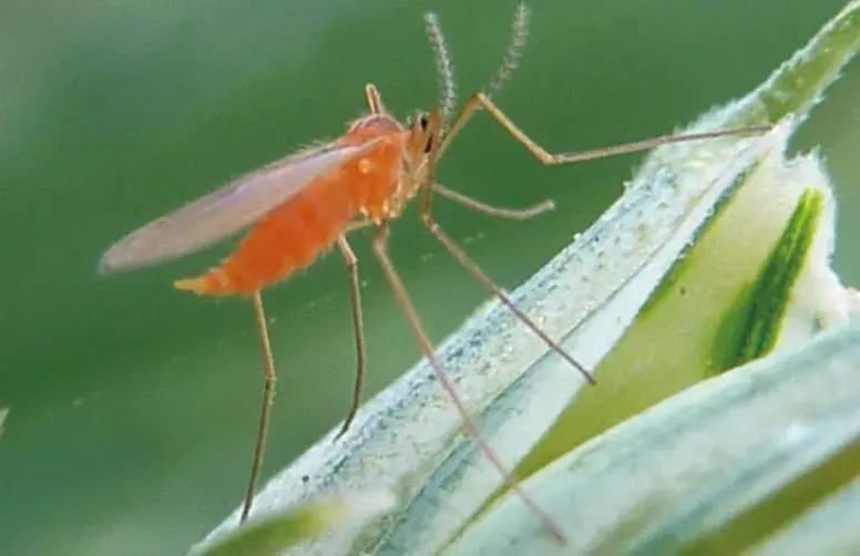 Les cécidomyies orange peuvent provoquer des baisses de rendement jusqu’à 30 %.