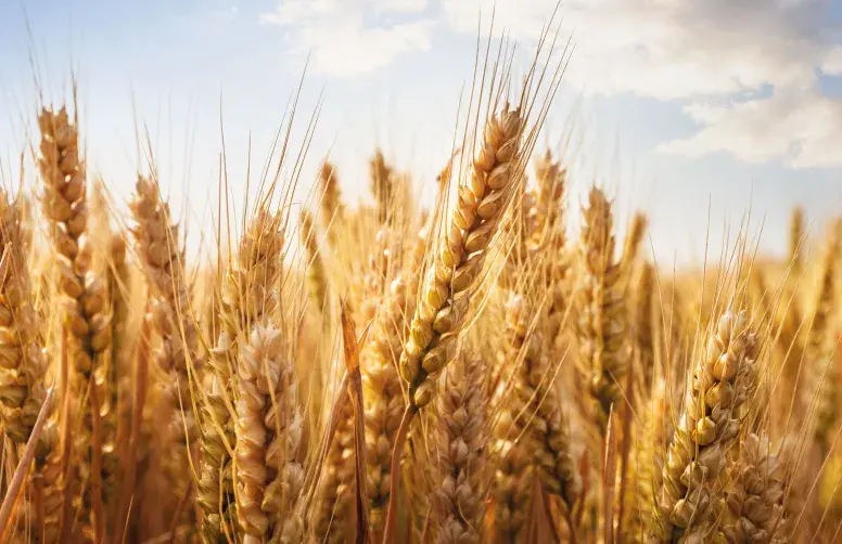 Depuis de nombreuses années, des plans de surveillance ont été mis en place pour vérifier que les récoltes de blé tendre, blé dur et pomme de terre ne dépassent pas les limites maximales réglementaires en cadmium.