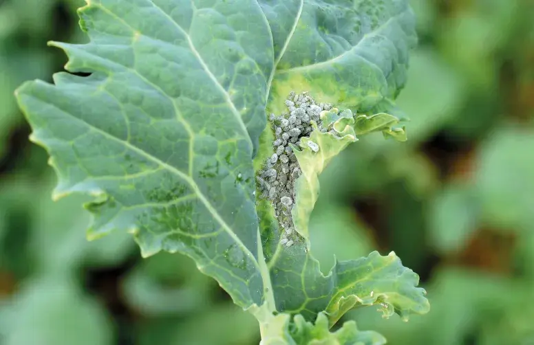Les pertes de rendement peuvent atteindre, dans les cas les plus sévères, 5 à 10 q/ha. 