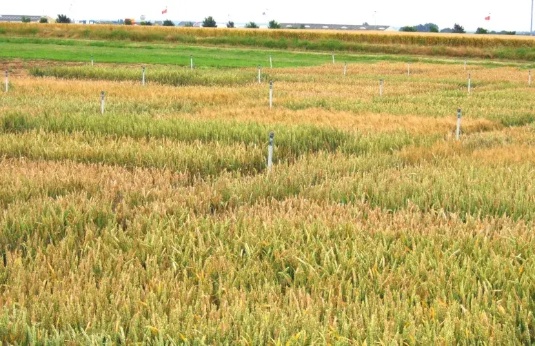 Parcelles d'essais en blé tendre, dédiées à l'évaluation de la résistance à l'accumulation de mycotoxine, avec brumisateurs.