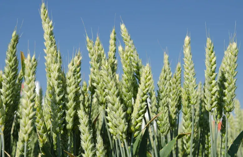 blés hybrides français sans agent chimique d'hybridation