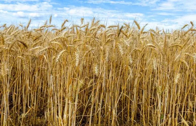 Le tableau des caractéristiques des variétés permet de comparer la centaine de blés tendres inscrite au Catalogue.