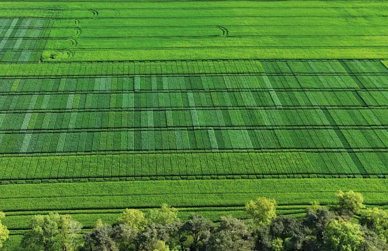 Vue aérienne de parcelles d'essais "Variétés de blé tendre".